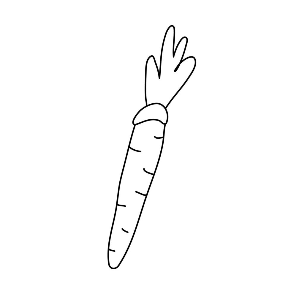 um vegetal de cenoura no estilo de desenho doodle. contorno preto isolado. mão desenhada ilustração vetorial no fundo branco vetor