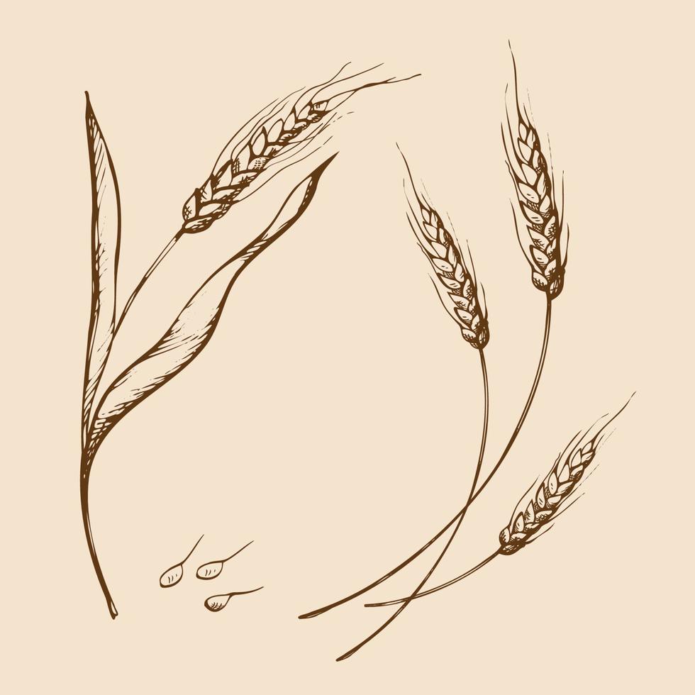 espigas de trigo desenhadas à mão de vetor esboçar doodle. cacho de espigas de trigo, grãos inteiros secos. colheita de cereais, agricultura, agricultura orgânica, símbolo de comida saudável. elemento de design de padaria