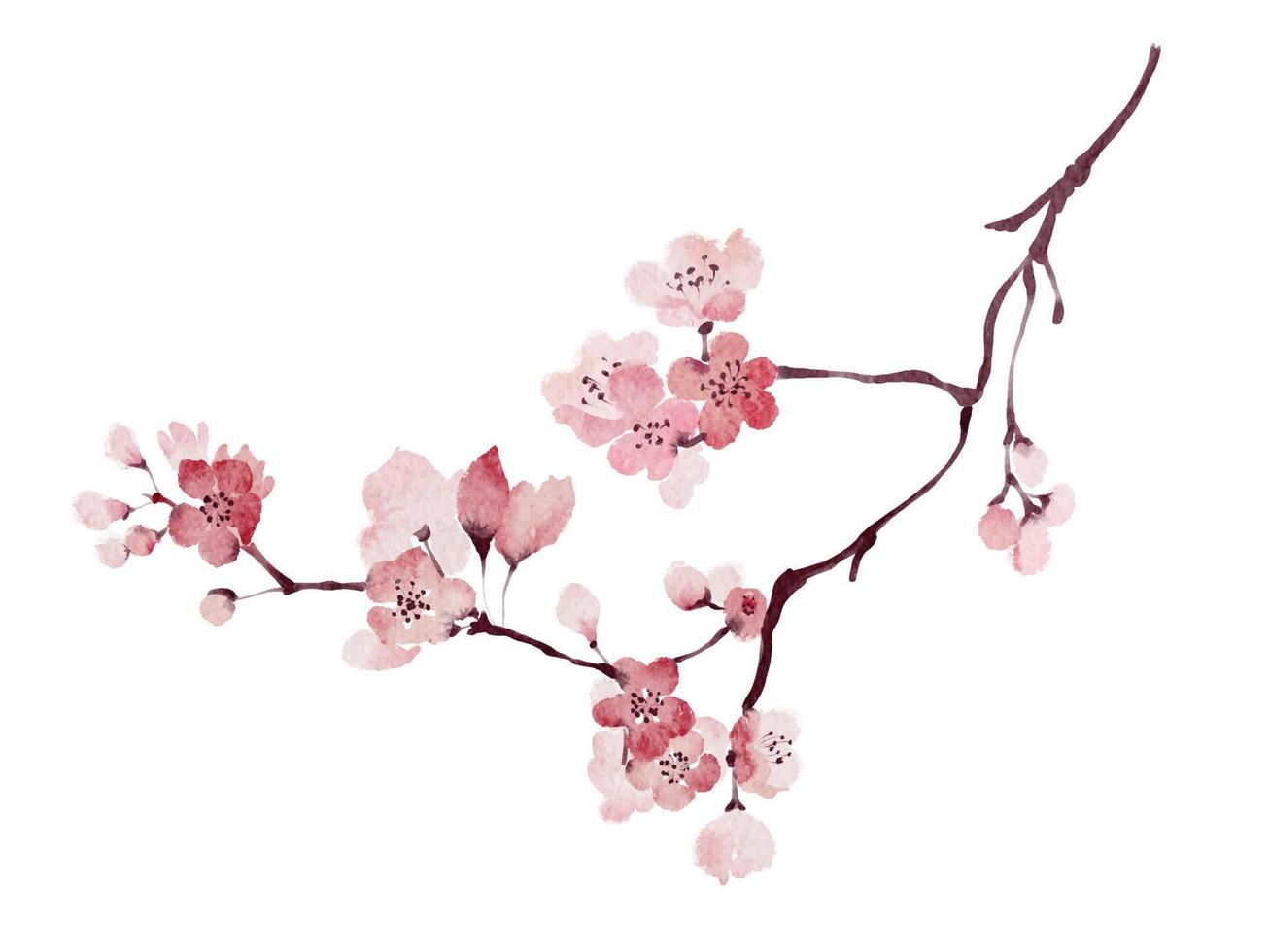 aquarela flor de cerejeira sakura ramo pintura traço automático isolado no fundo branco vetor