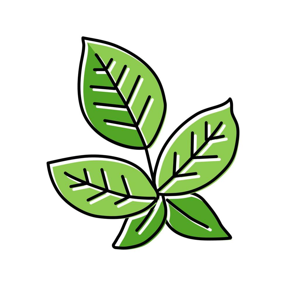 ilustração em vetor ícone de cor de folha de amora verde