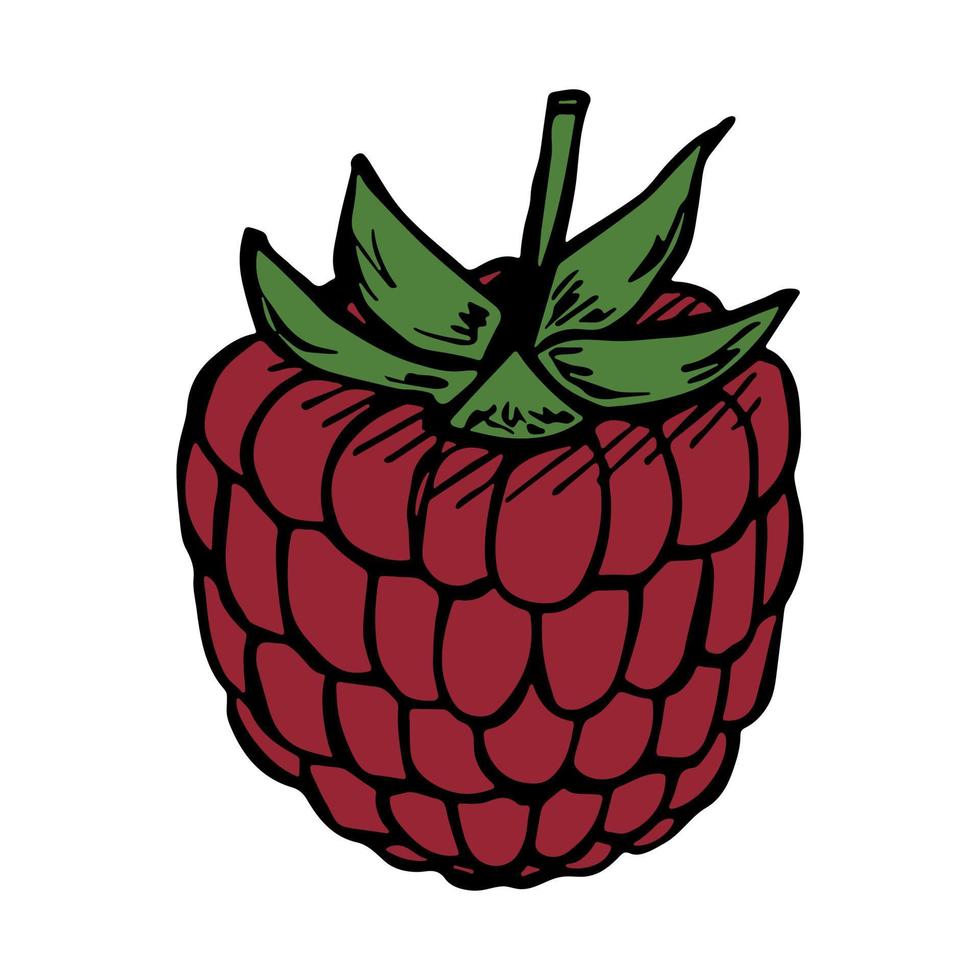 vetor clipart de framboesa. ícone de mão desenhada baga. ilustração de frutas. para impressão, web, design, decoração, logotipo.