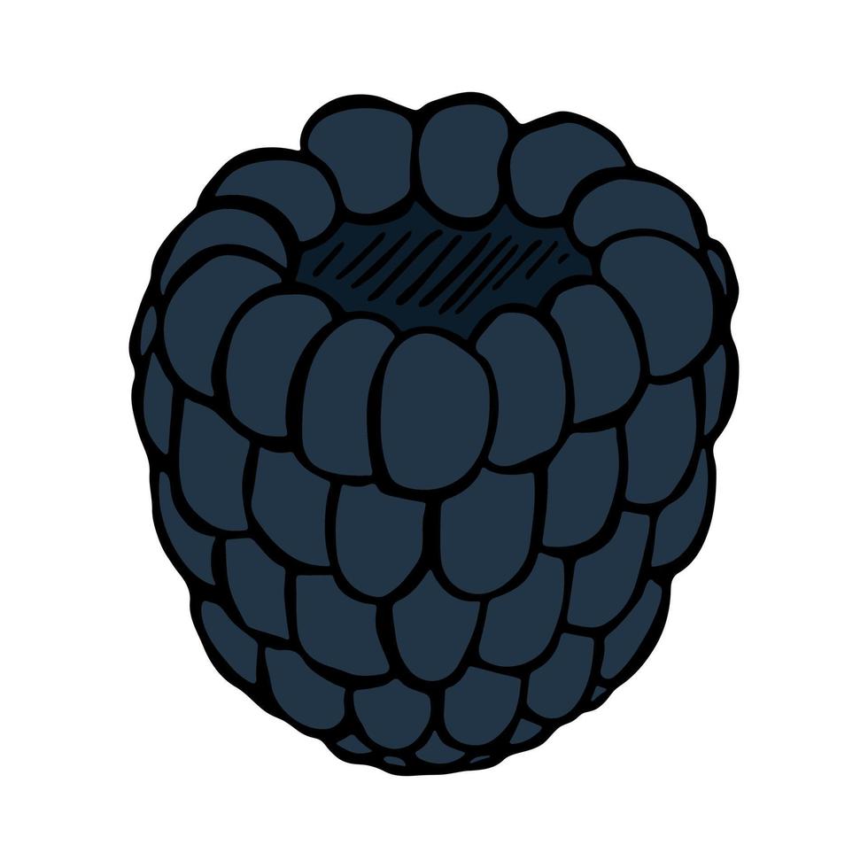 vetor clipart de amora-preta. ícone de mão desenhada baga. ilustração de frutas. para impressão, web, design, decoração, logotipo.