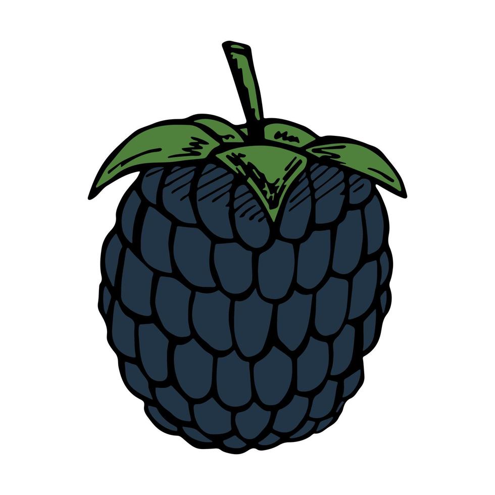 vetor clipart de amora-preta. ícone de mão desenhada baga. ilustração de frutas. para impressão, web, design, decoração, logotipo.
