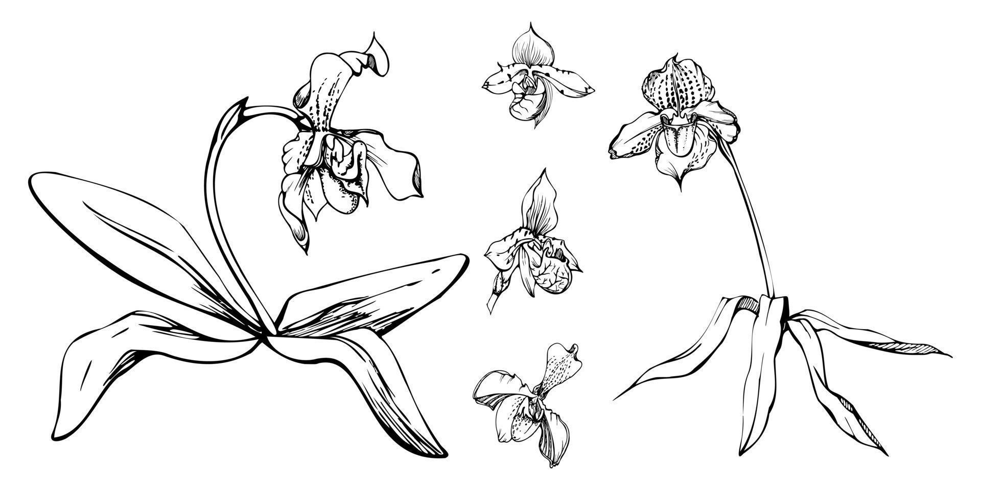 flores de orquídea de tinta vetorial desenhadas à mão, caules, folhas, contorno monocromático e detalhado. composição com ramos. isolado no fundo branco. design para arte de parede, casamento, impressão, tatuagem, capa, cartão. vetor