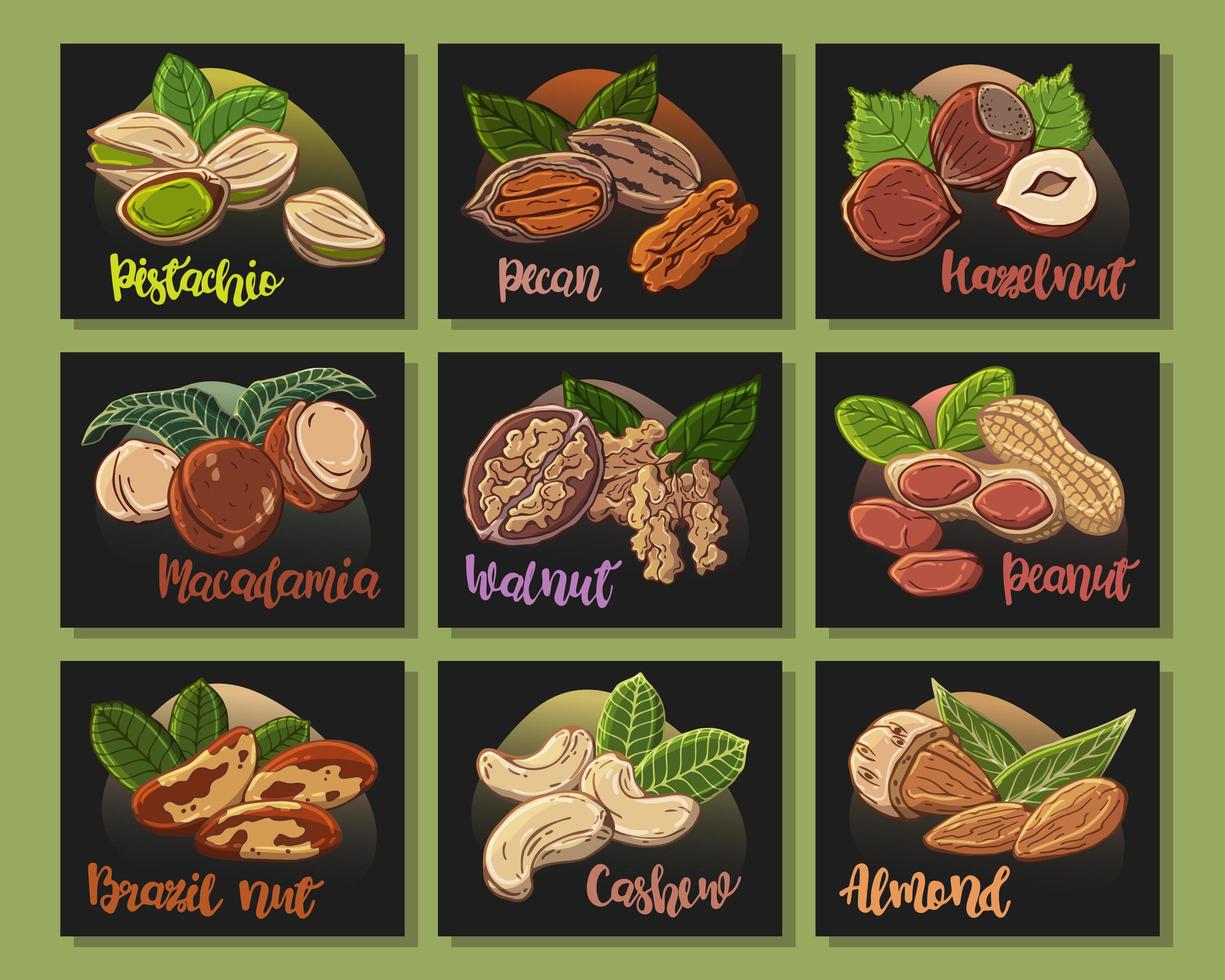 Ilustrações coloridas sobre o tema nutrição conjunto de diferentes tipos de nozes. adesivos para seu projeto. vetor