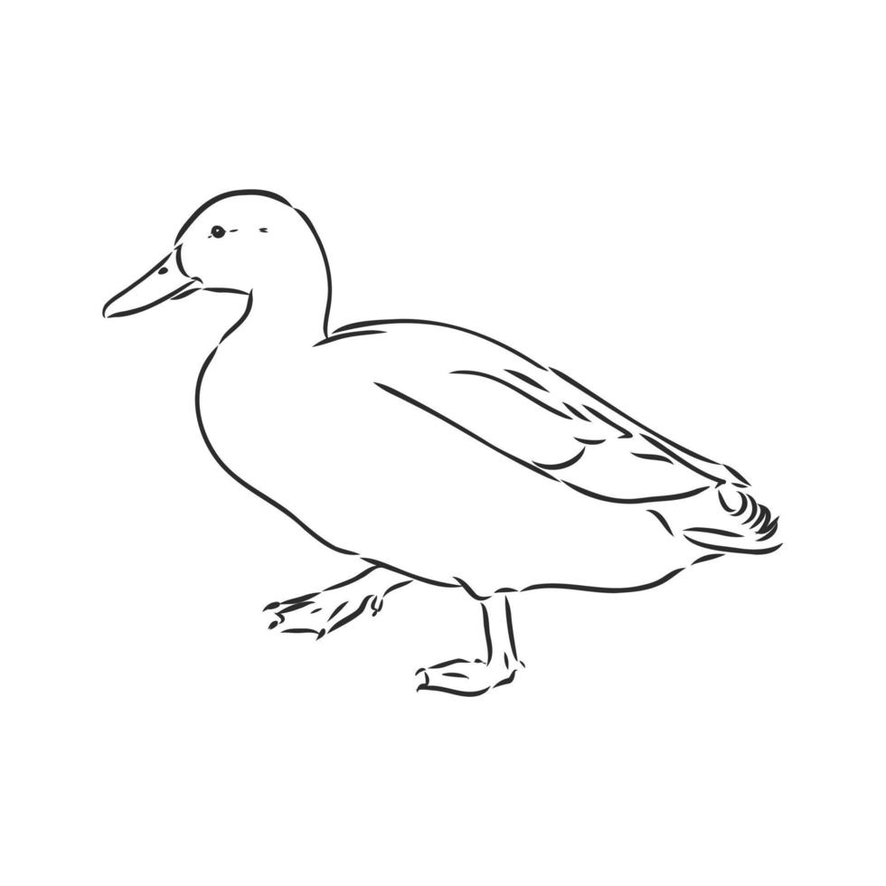 desenho vetorial de pato vetor