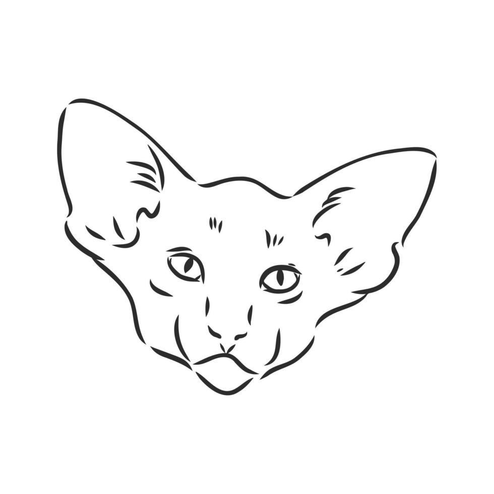 desenho vetorial de gato vetor