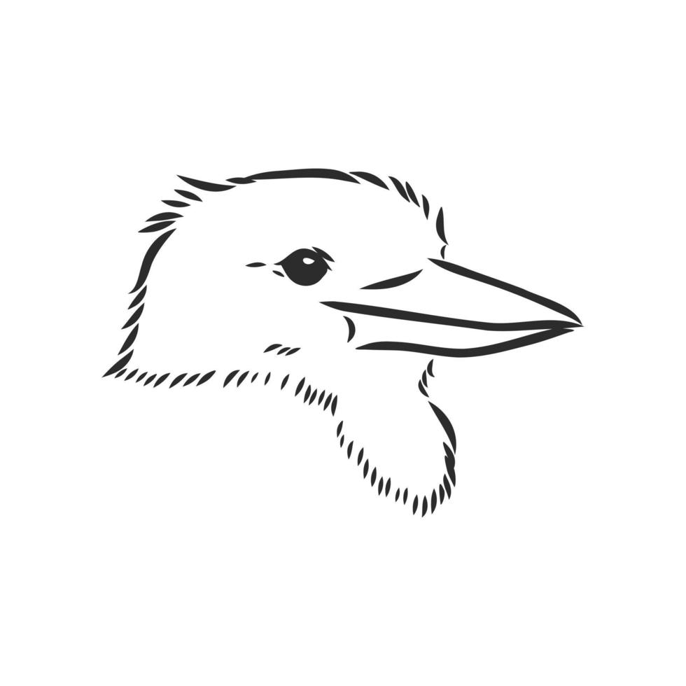 esboço de vetor de pássaro kookaburra