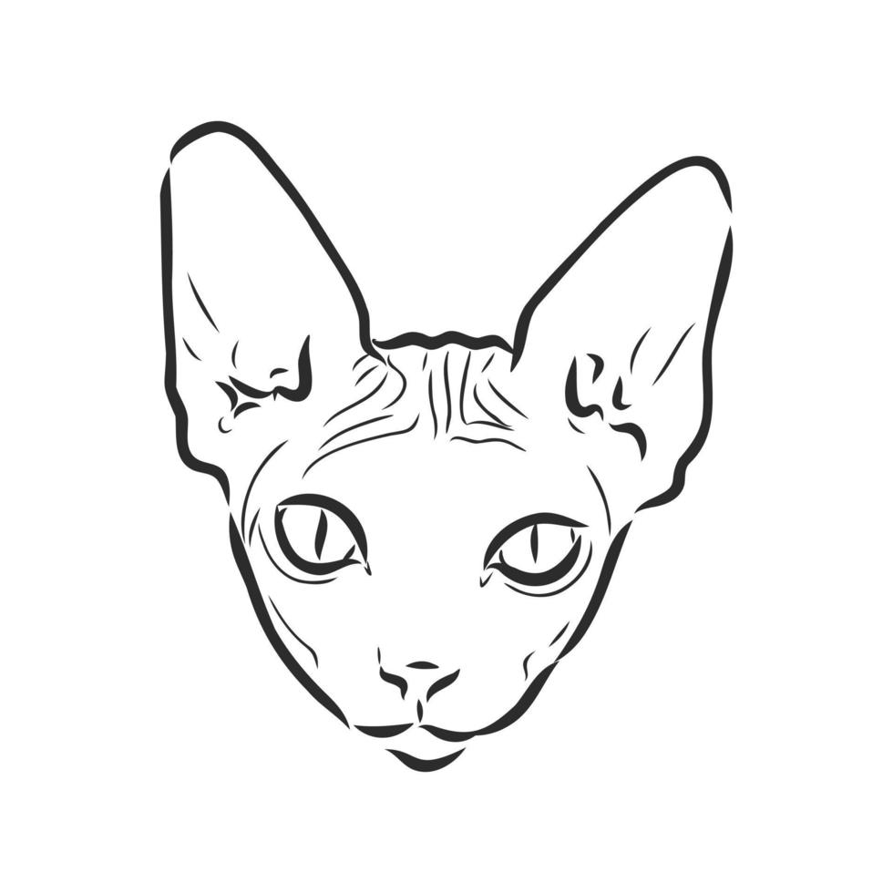 desenho vetorial de gato vetor