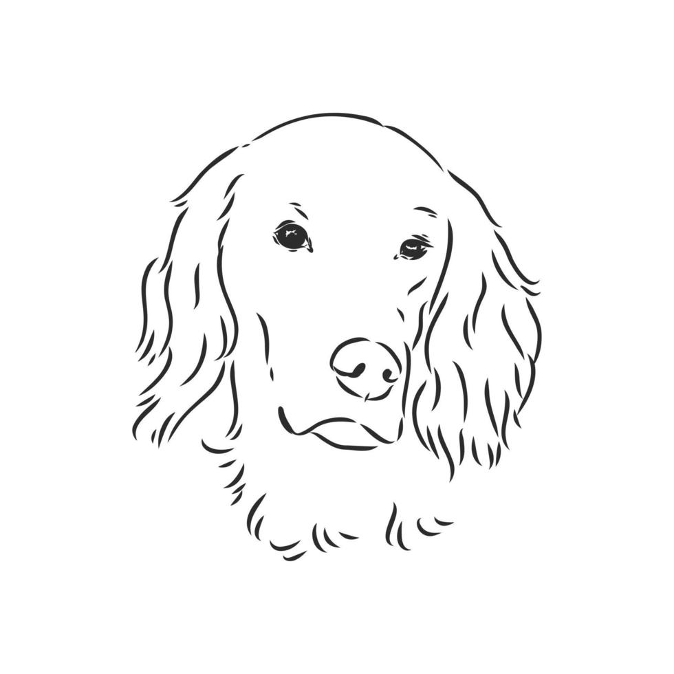 desenho vetorial de setter de cachorro vetor