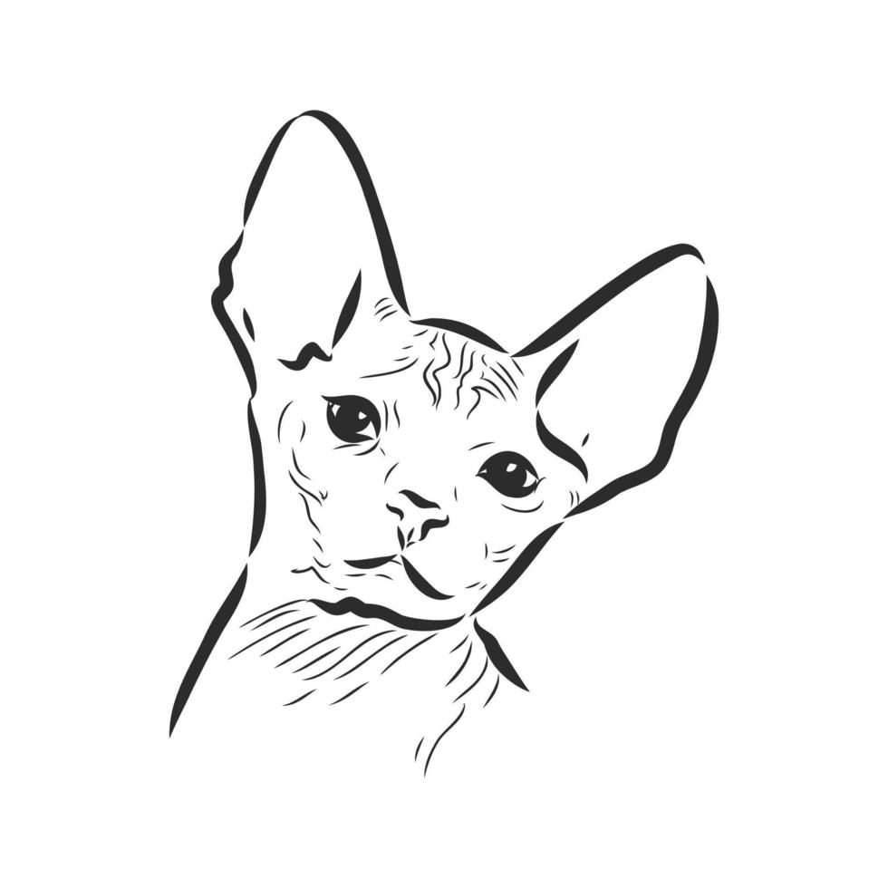 desenho vetorial de gato vetor