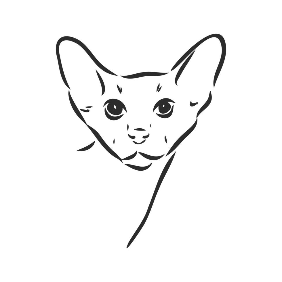 desenho vetorial de gato vetor