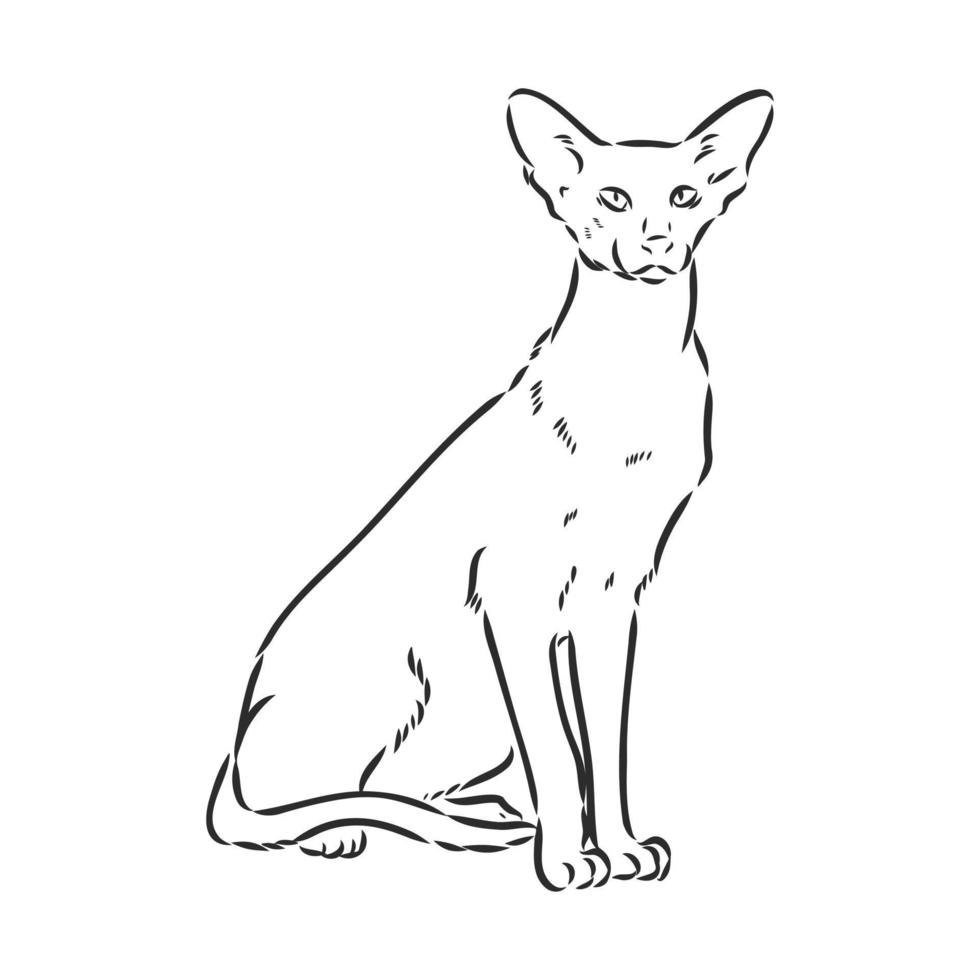 desenho vetorial de gato vetor