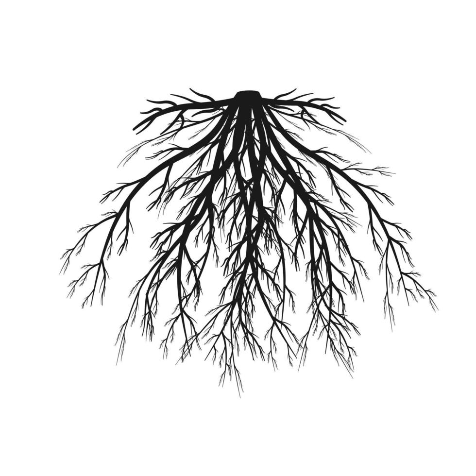 sistema radicular fibroso. silhueta negra de rizoma ramificado. ilustração vetorial da parte subterrânea da planta vetor