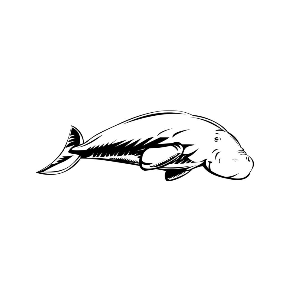 dugongo mamífero marinho de médio porte nadando lado xilogravura retrô preto e branco vetor