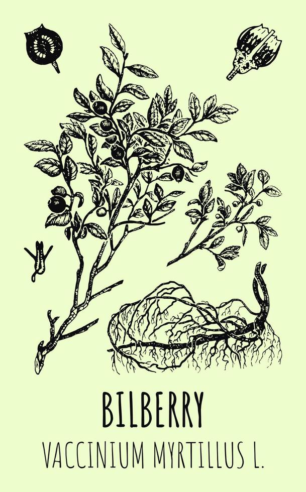 desenhos vetoriais de mirtilos. mão desenhada ilustração. nome latino vaccinium myrtillus l. vetor