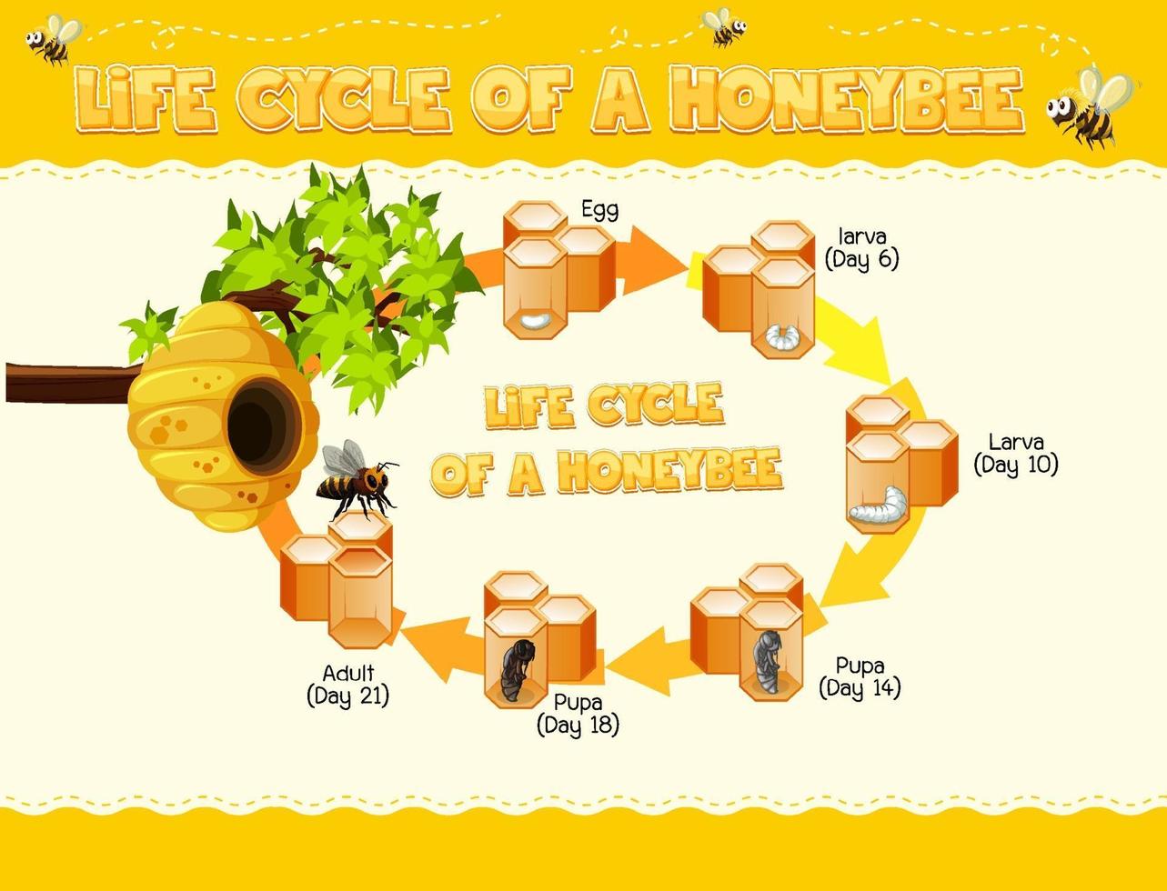 diagrama mostrando o ciclo de vida da abelha vetor