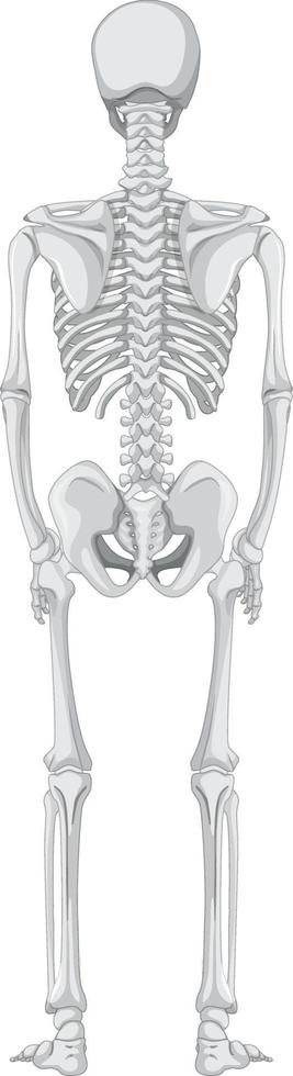 vista traseira do esqueleto isolado no fundo branco vetor