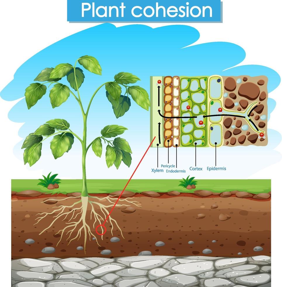 diagrama mostrando a coesão da planta vetor