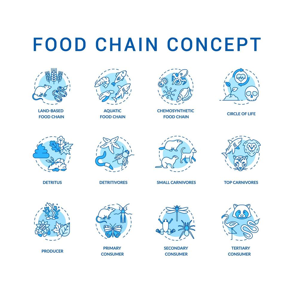 conjunto de ícones do conceito de cadeia alimentar. consumidores primários, secundários e terciários. carnívoros de topo. idéia de ciclo de vida ilustrações coloridas rgb de linha fina vetor desenhos de contorno isolado. curso editável
