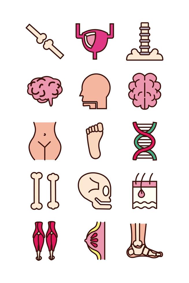 conjunto educacional de ícones de órgãos e partes do corpo vetor