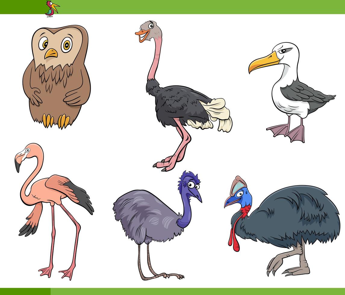 desenhos animados aves espécies animais personagens definido vetor