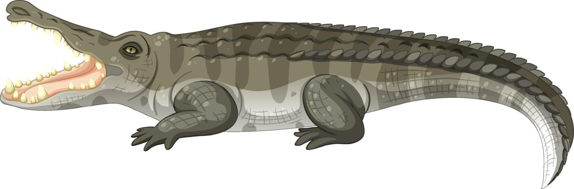 crocodilo adulto isolado no fundo branco vetor
