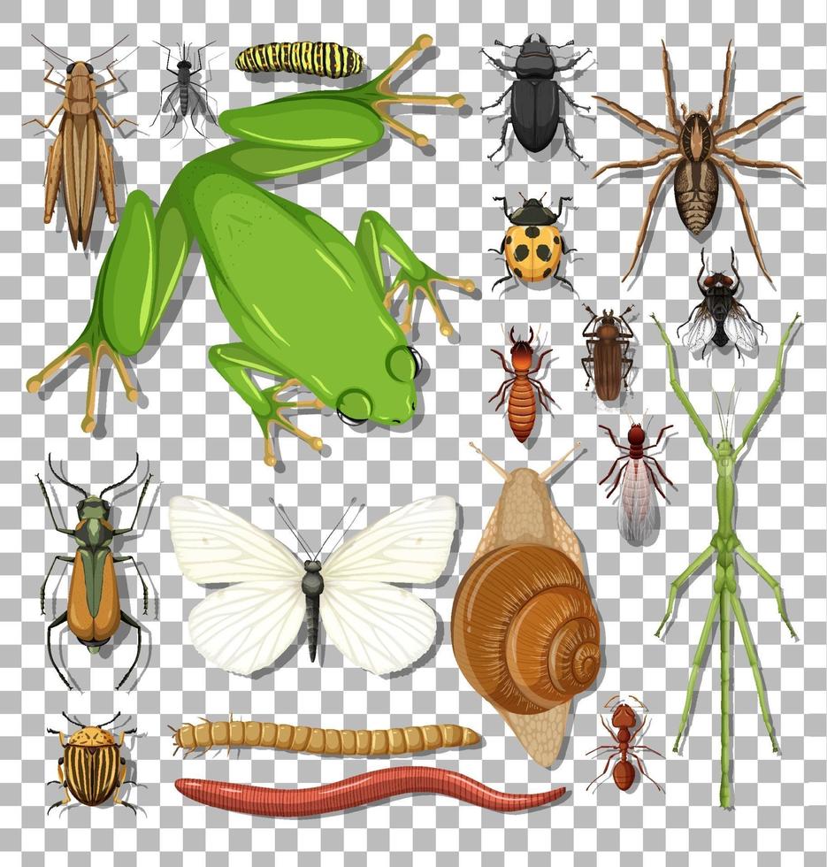 conjunto de diferentes insetos vetor