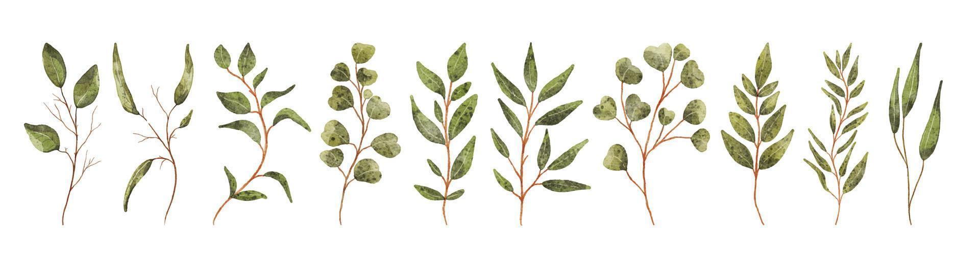 elementos de designer de vetor definir coleção de folhagem de arte verde floresta samambaia folhas naturais ervas em estilo aquarela.