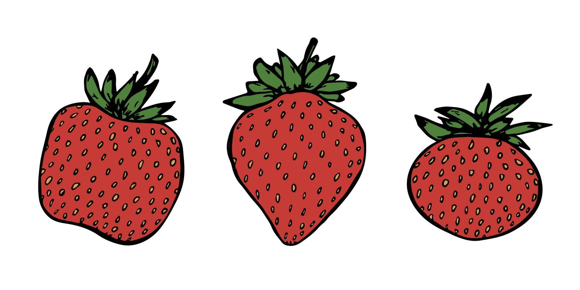 conjunto de vetores de clipart de morango. ícone de baga desenhada de mão. ilustração de frutas. para impressão, web, design, decoração, logotipo.