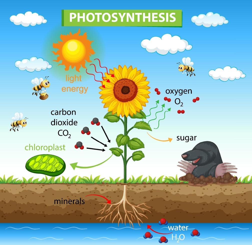 diagrama mostrando o processo de fotossíntese na planta vetor