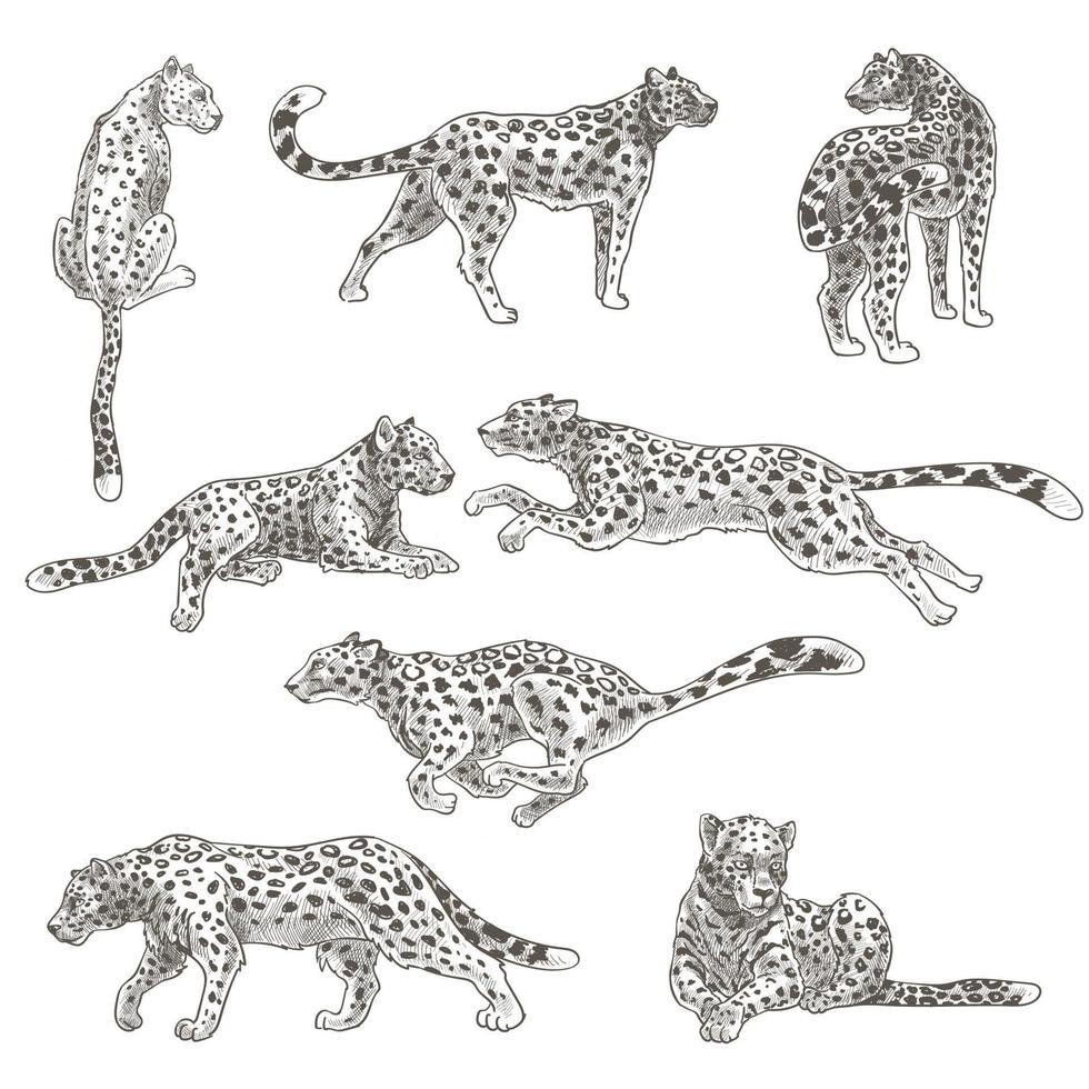 animal leopardo parado e em movimento, gato felino vetor