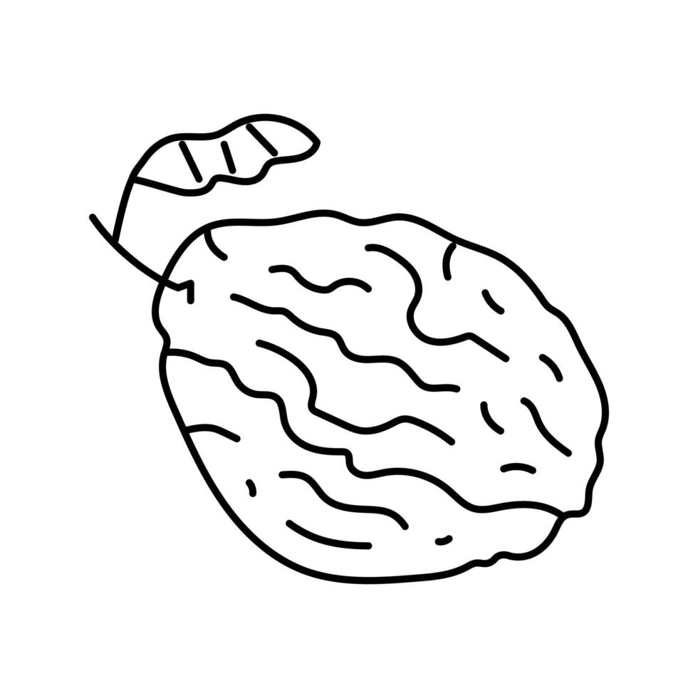 ilustração em vetor ícone de linha seca de ameixa ameixa