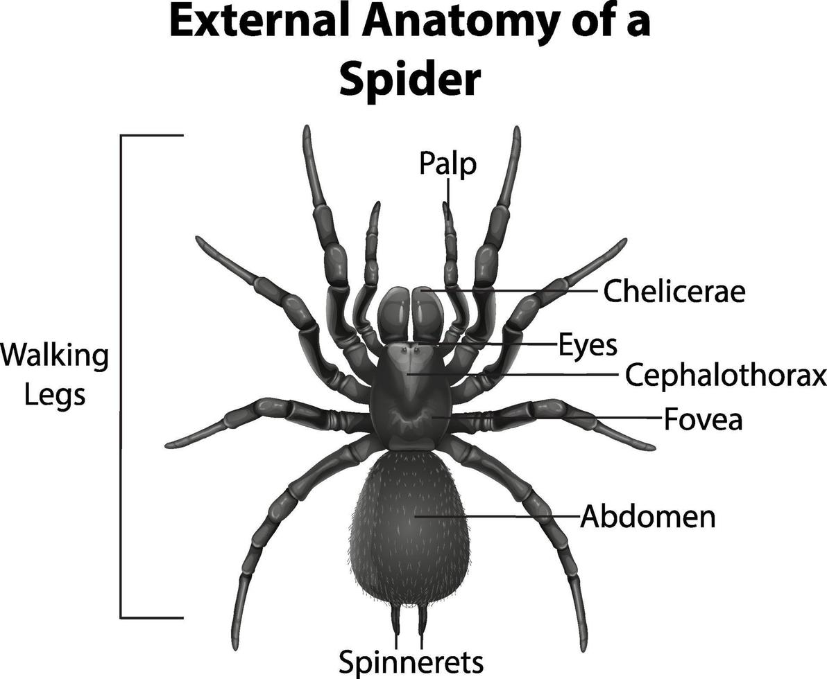 anatomia externa de uma aranha em fundo branco vetor