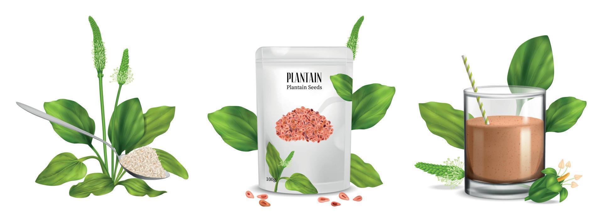 conjunto de conceito de psyllium realista vetor