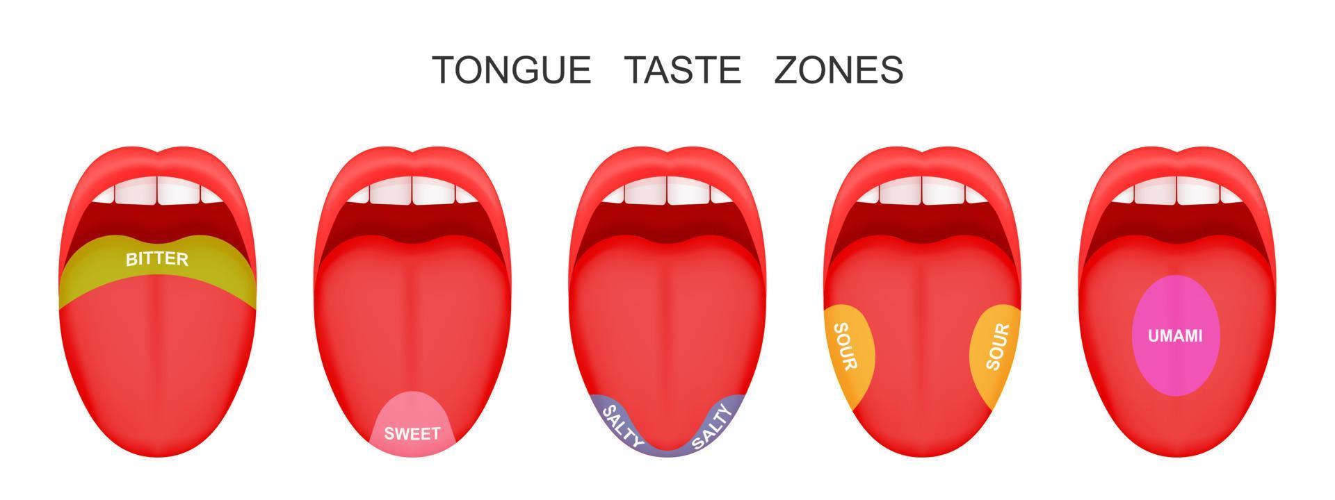 conjunto de bocas abertas com línguas para fora demonstrando zonas receptoras marcadas umami azedo salgado doce amargo sabores mito das papilas gustativas humanas vetor