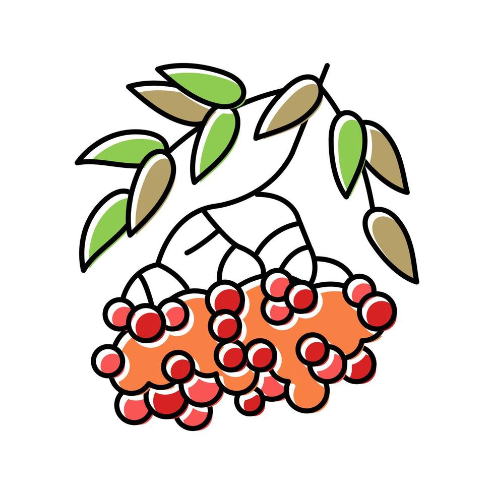 ilustração em vetor ícone de cor de baga de rowan