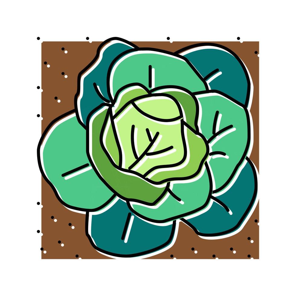 plantar repolho crescendo na ilustração vetorial de ícone de cor de terras agrícolas vetor