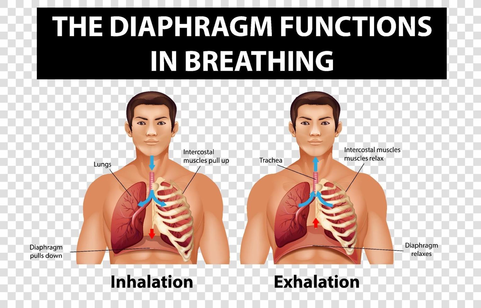 diagrama mostrando as funções do diafragma na respiração em fundo transparente vetor