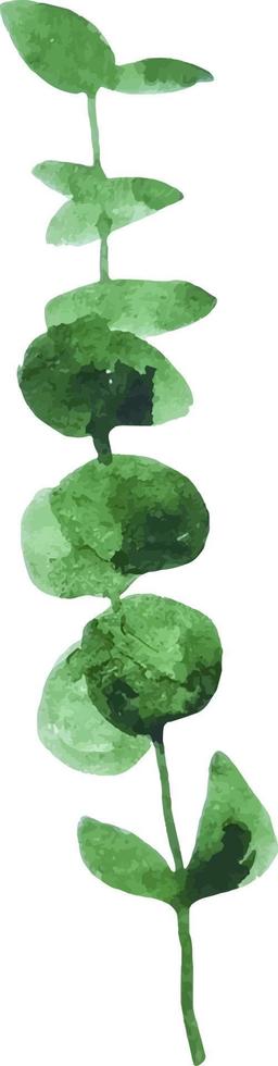 ramo de eucalipto verde aquarela com clipart de folhas isolado vetor