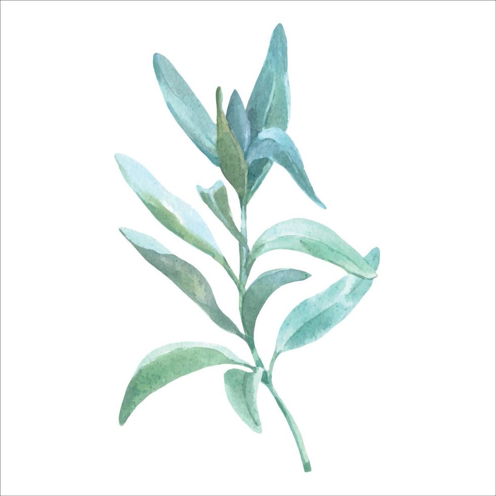 branco sábio aguarela ervas ilustrações, botânico orgânico folhas desenhando elementos sábio. realista botânico orgânico sábio plantar vetor
