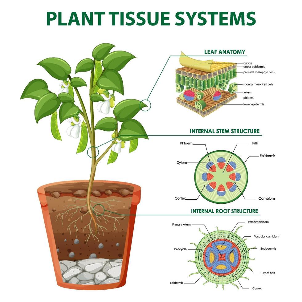 diagrama mostrando sistemas de tecido vegetal vetor
