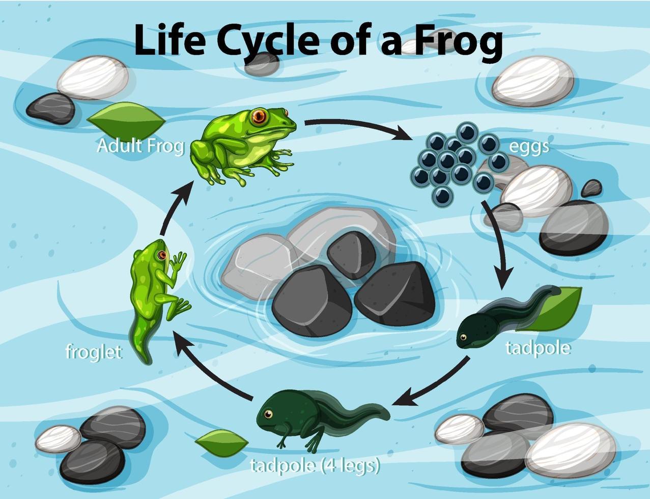 diagrama mostrando o ciclo de vida do sapo vetor