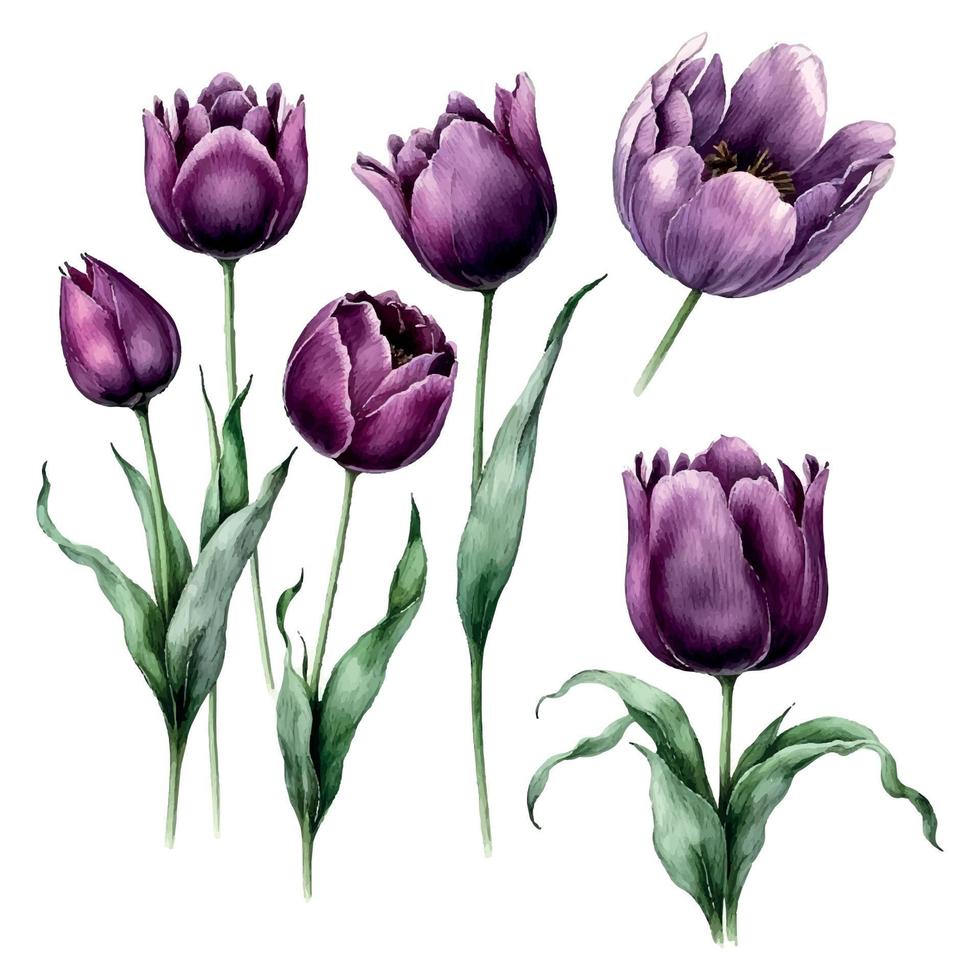 ramalhete do flores em a isolado branco fundo. aguarela ilustrações. roxa tulipas vetor