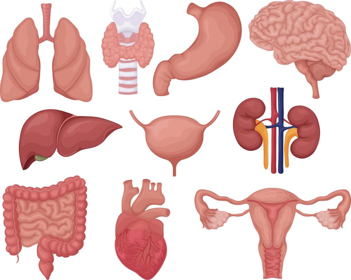 humano interno órgãos. uma ampla conjunto representando a interno órgãos do uma pessoa, tal Como a pulmões, fígado, rins, coração e Além disso a cérebro, laringe, bexiga e útero. humano anatomia.vetor vetor