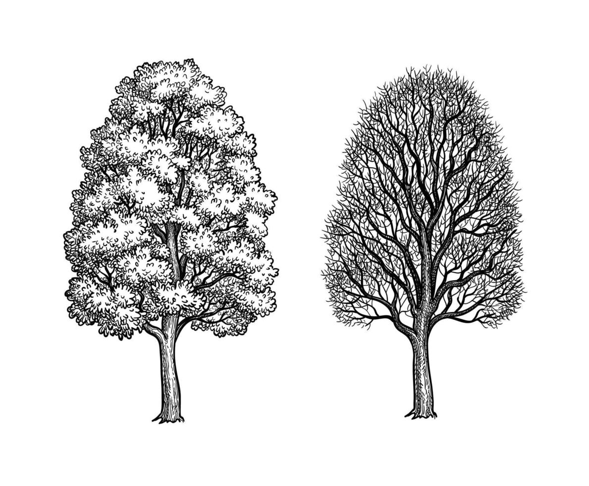 inverno e verão bordo árvores tinta esboço isolado em branco fundo. mão desenhado vetor ilustração. retro estilo.