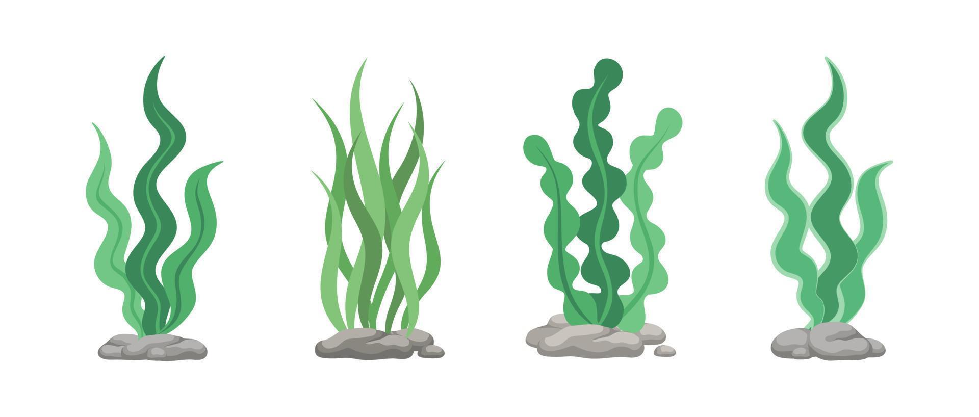 conjunto do verde algas, mar grama, embaixo da agua algas marinhas plantas. vetor ilustração Projeto elementos coleção em uma branco fundo.