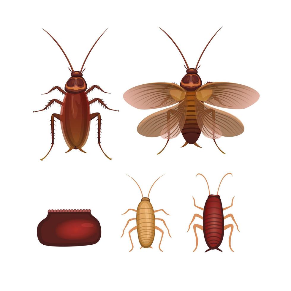barata inseto animal anatomia personagem conjunto ilustração vetor