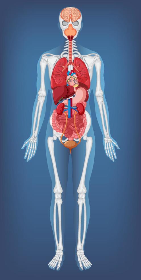 estrutura anatômica corpo humano vetor