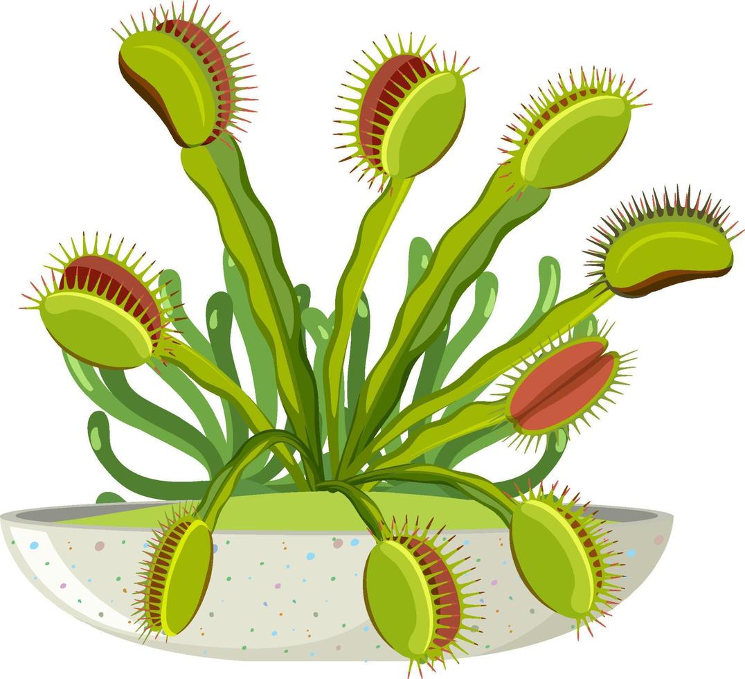 planta carnívora de venus flytrap e inseto vetor